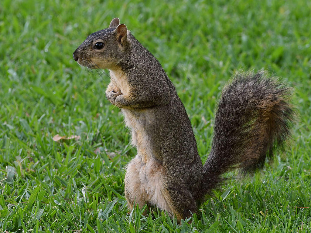 Squirrel2.jpg