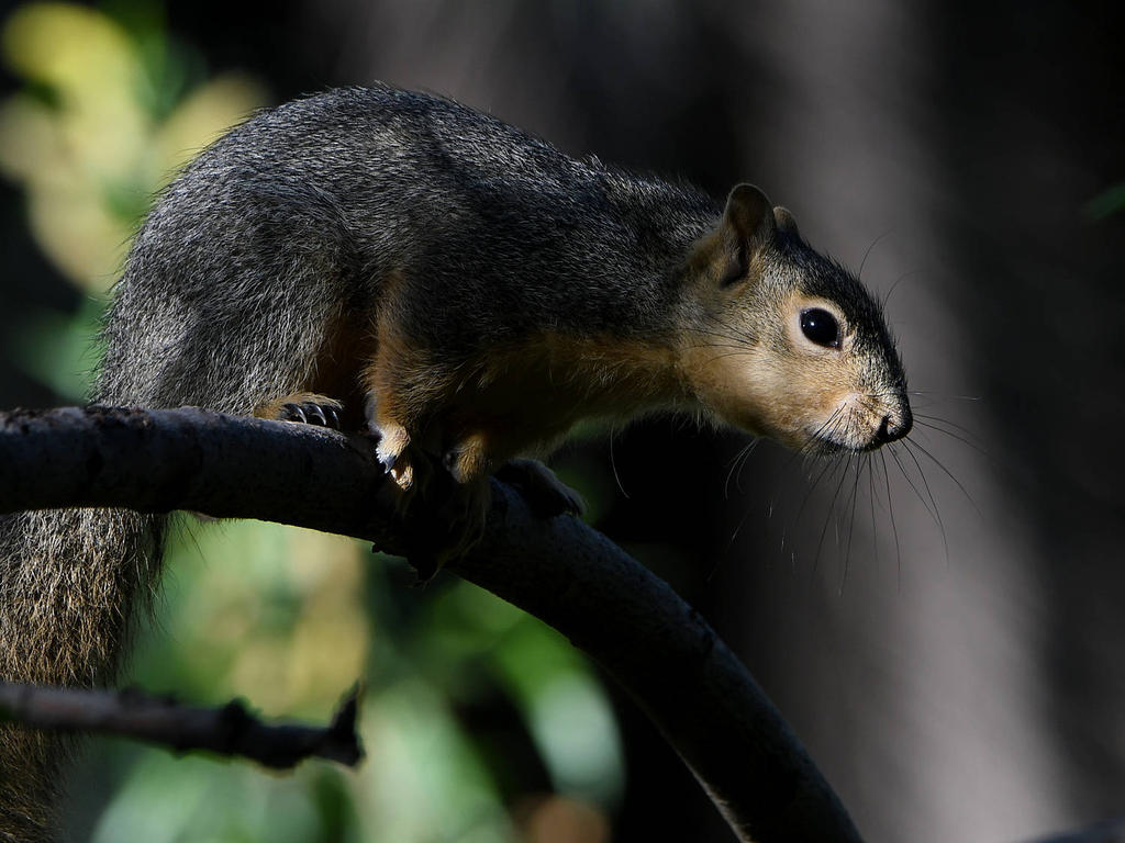 Squirrel2.jpg