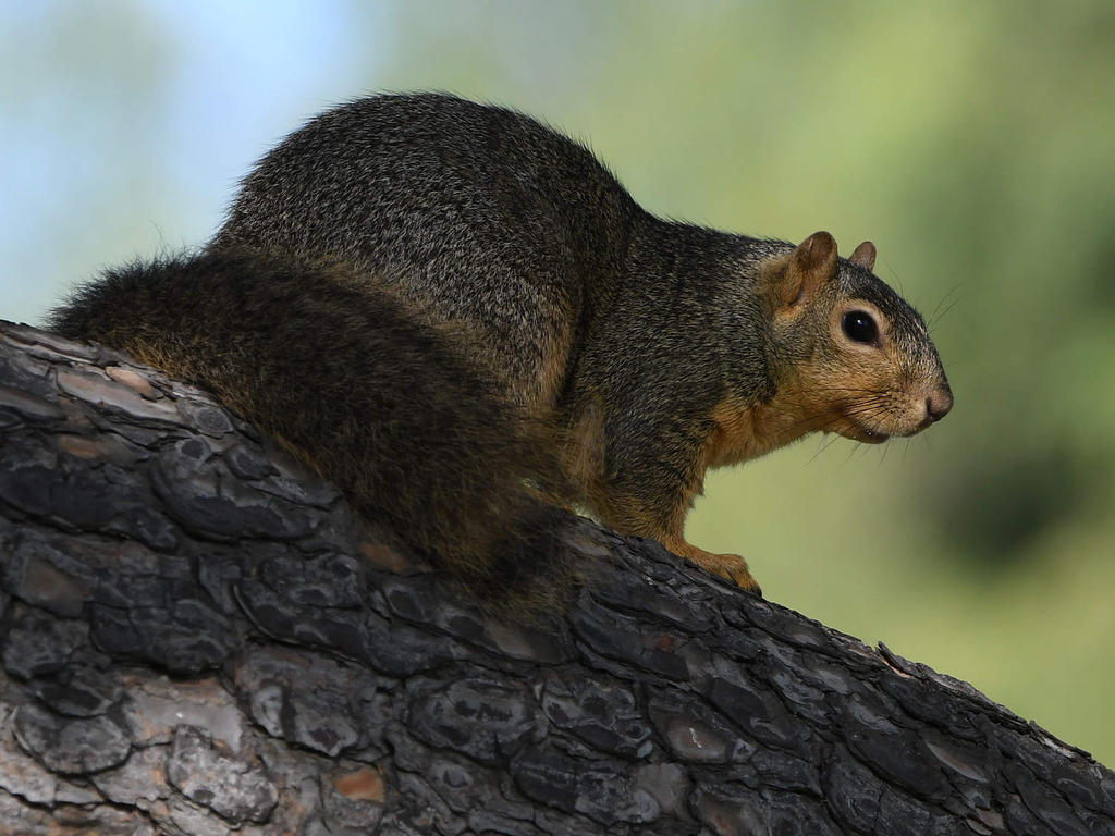 Squirrel2.jpg