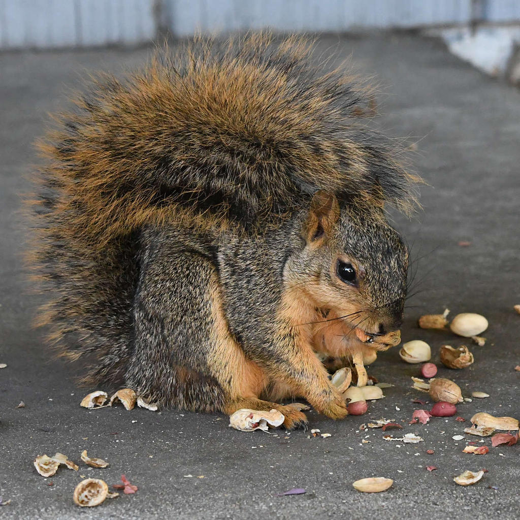 Squirrel2.jpg