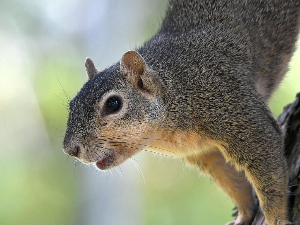 Squirrel2.jpg