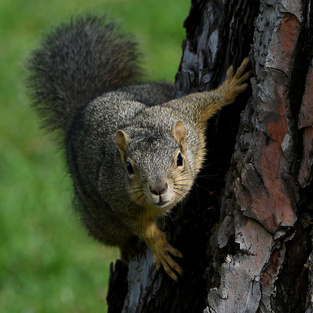 Squirrel2.jpg