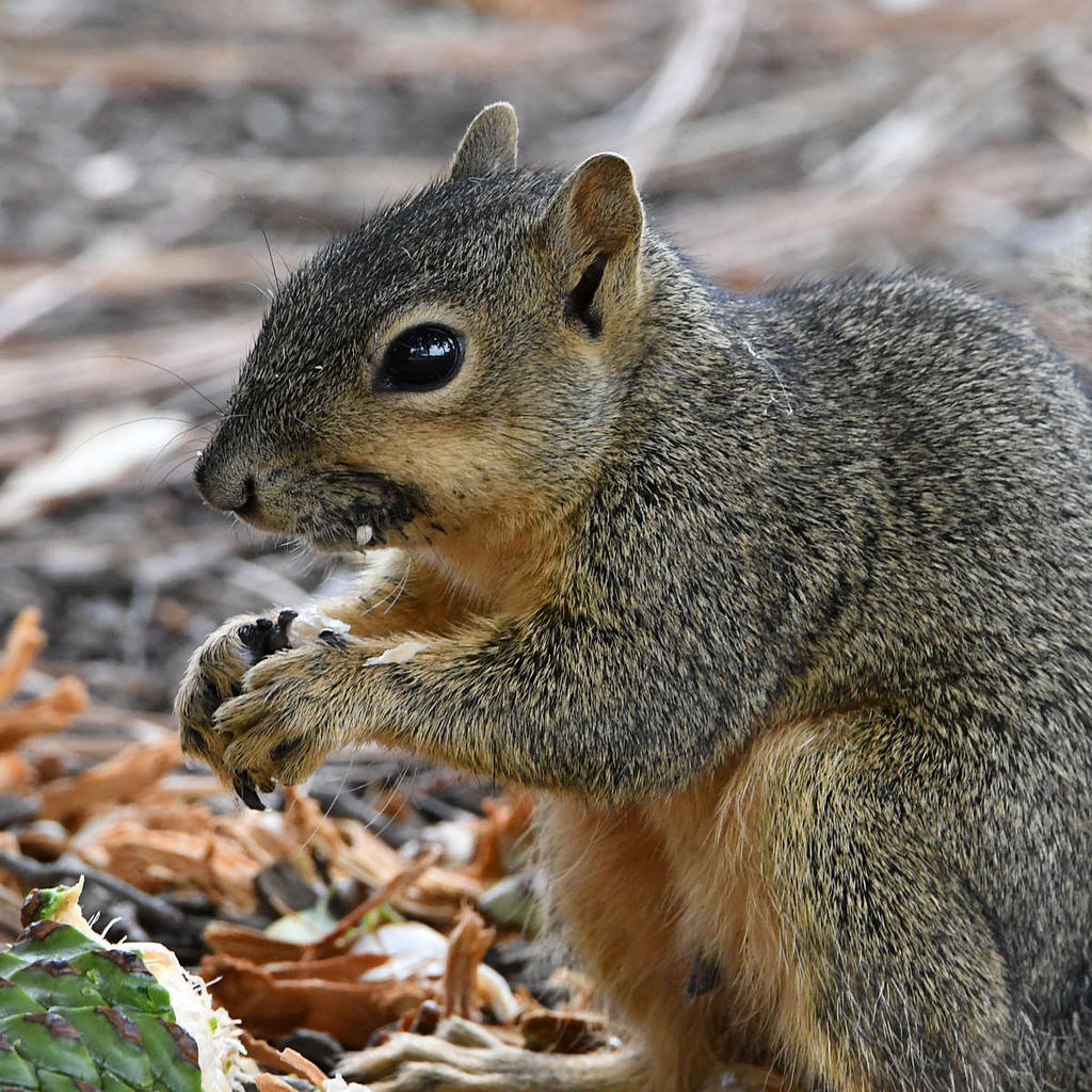Squirrel2.jpg
