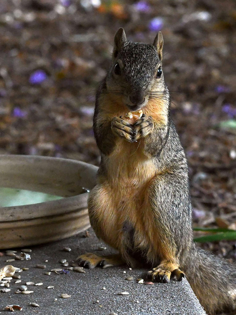 Squirrel2.jpg