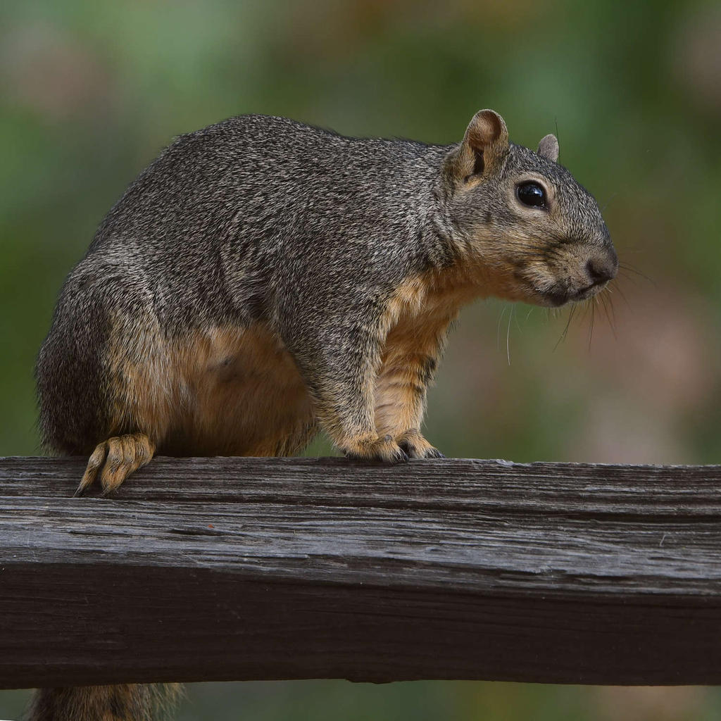Squirrel2.jpg