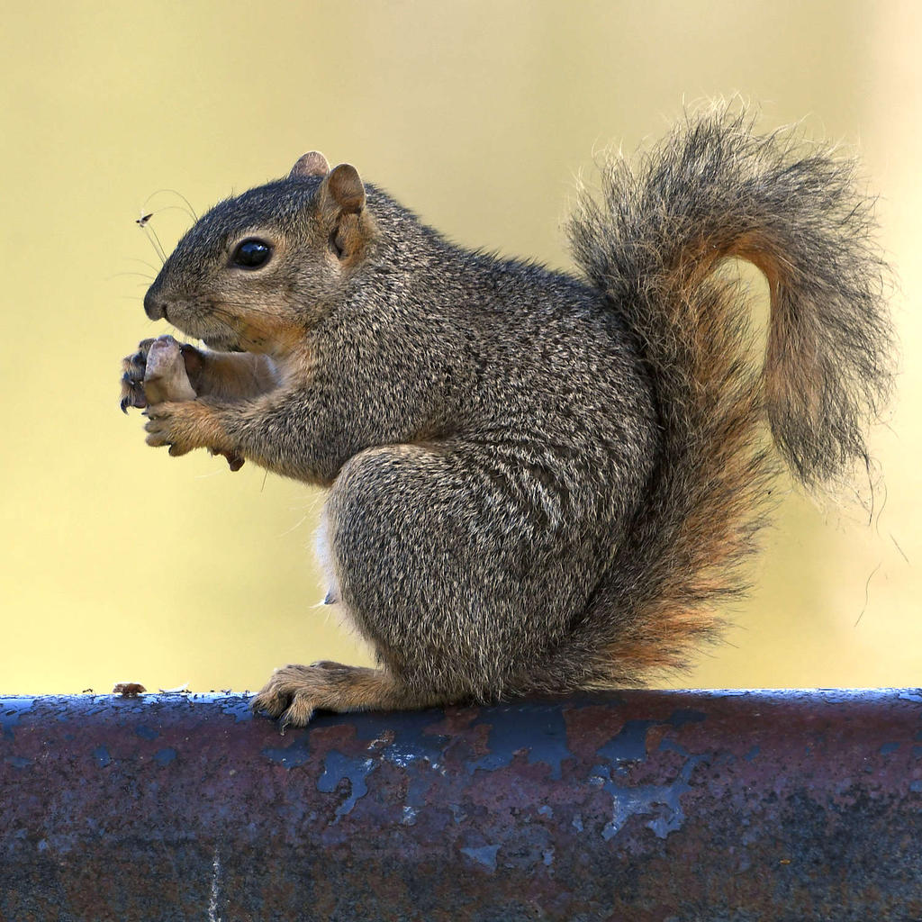 Squirrel2.jpg