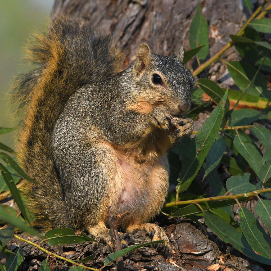 Squirrel2.jpg