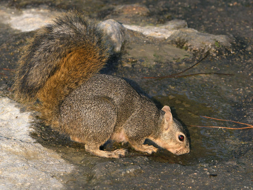 Squirrel2.jpg