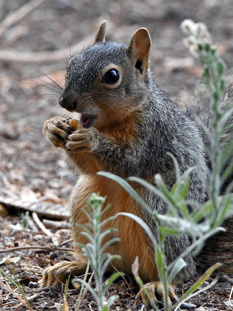 Squirrel2.jpg