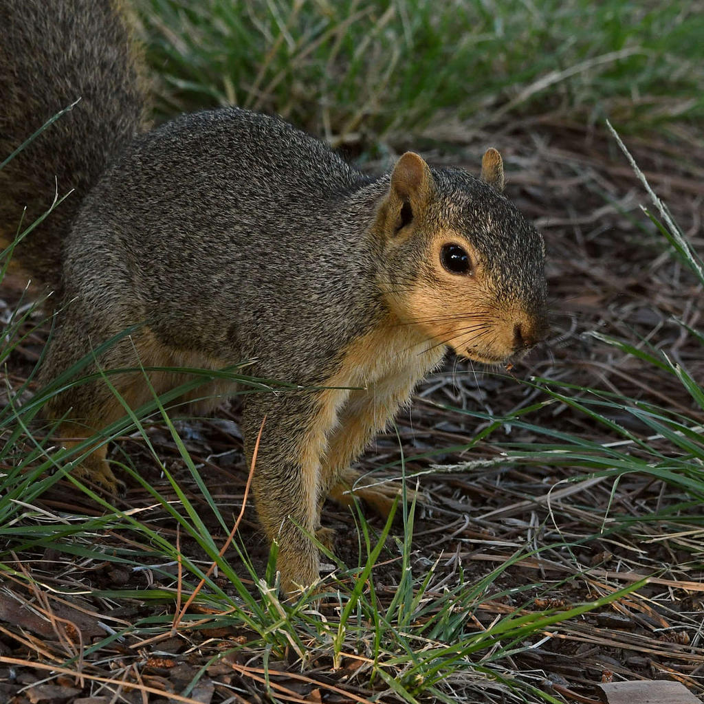 Squirrel2.jpg
