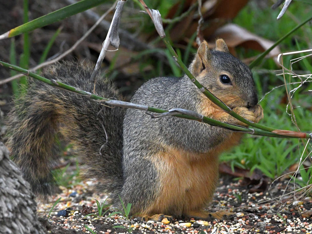 Squirrel2.jpg