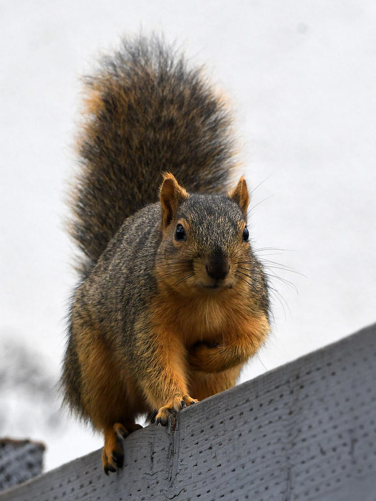 Squirrel2.jpg