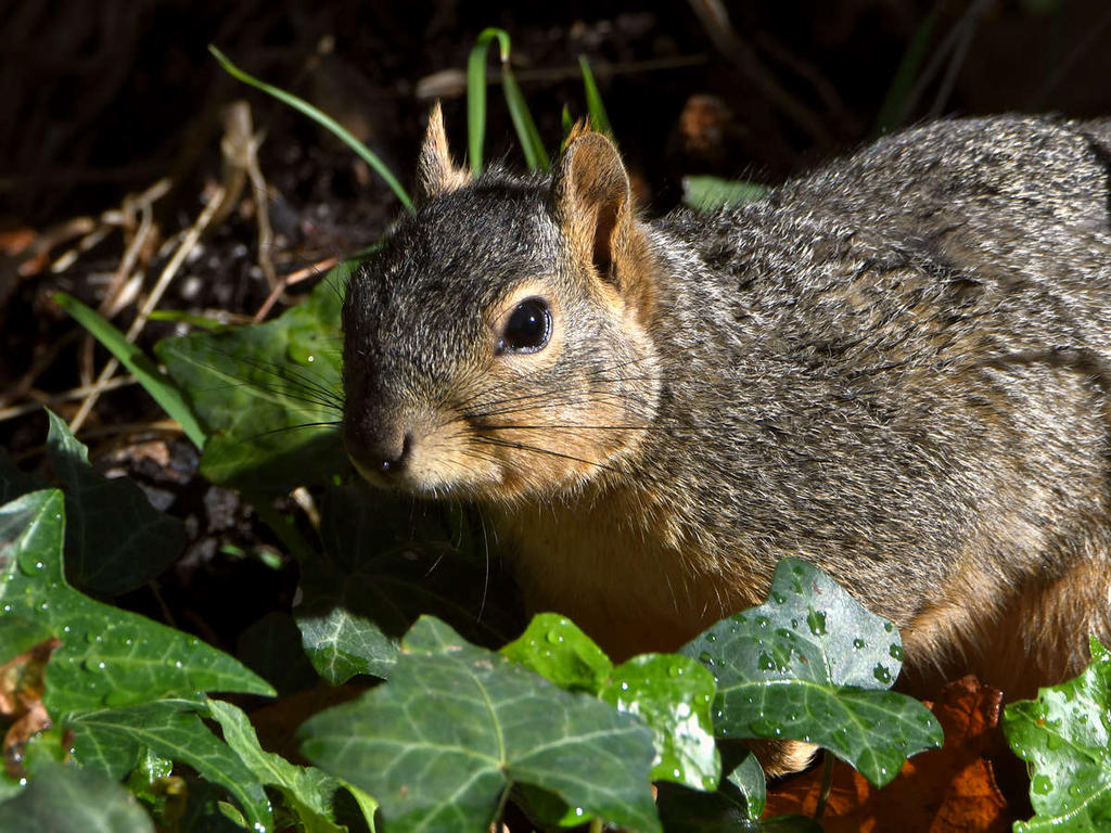 Squirrel2.jpg