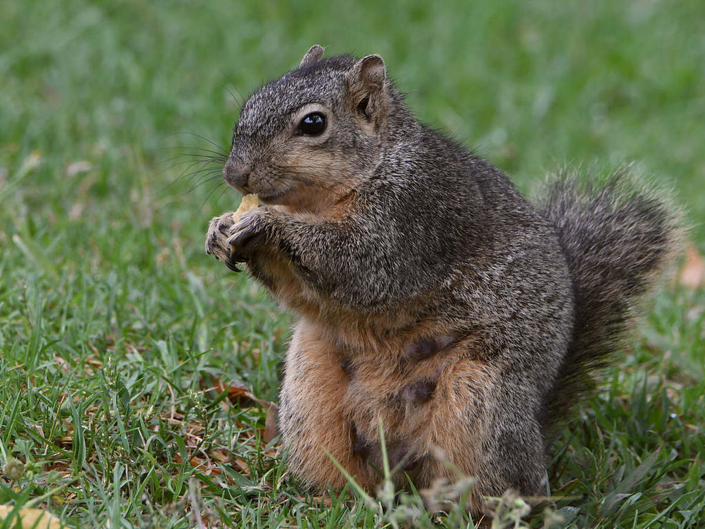 Squirrel2.jpg