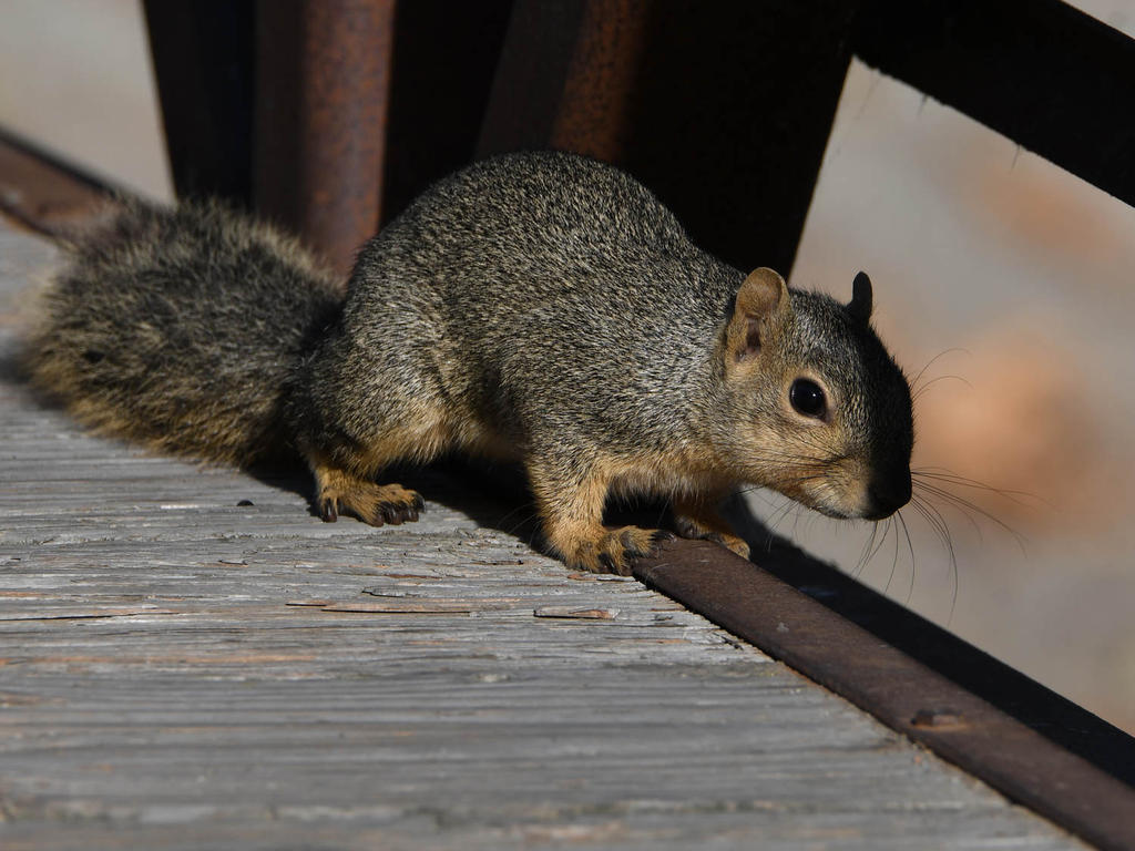 Squirrel2.jpg