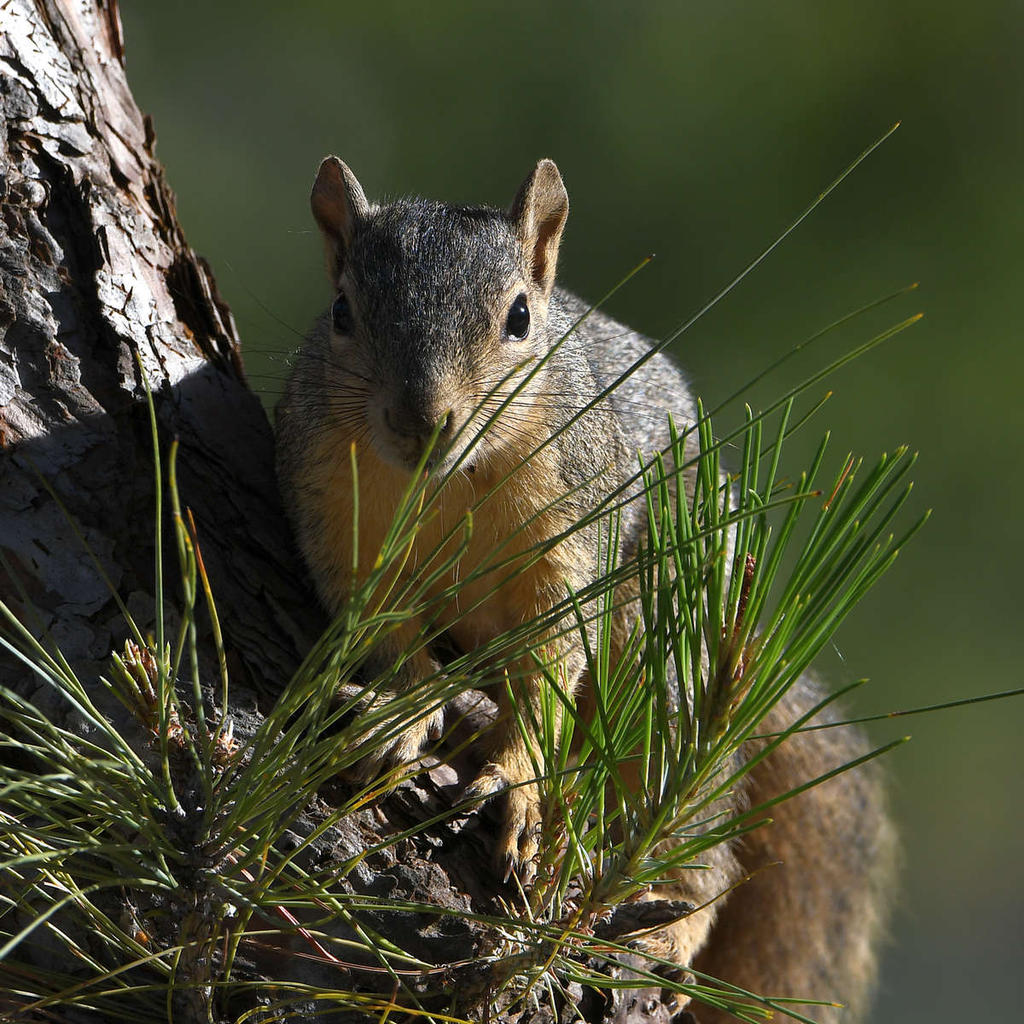 Squirrel2.jpg