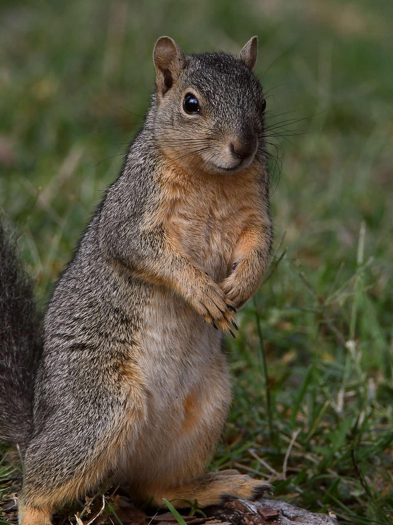 Squirrel2.jpg
