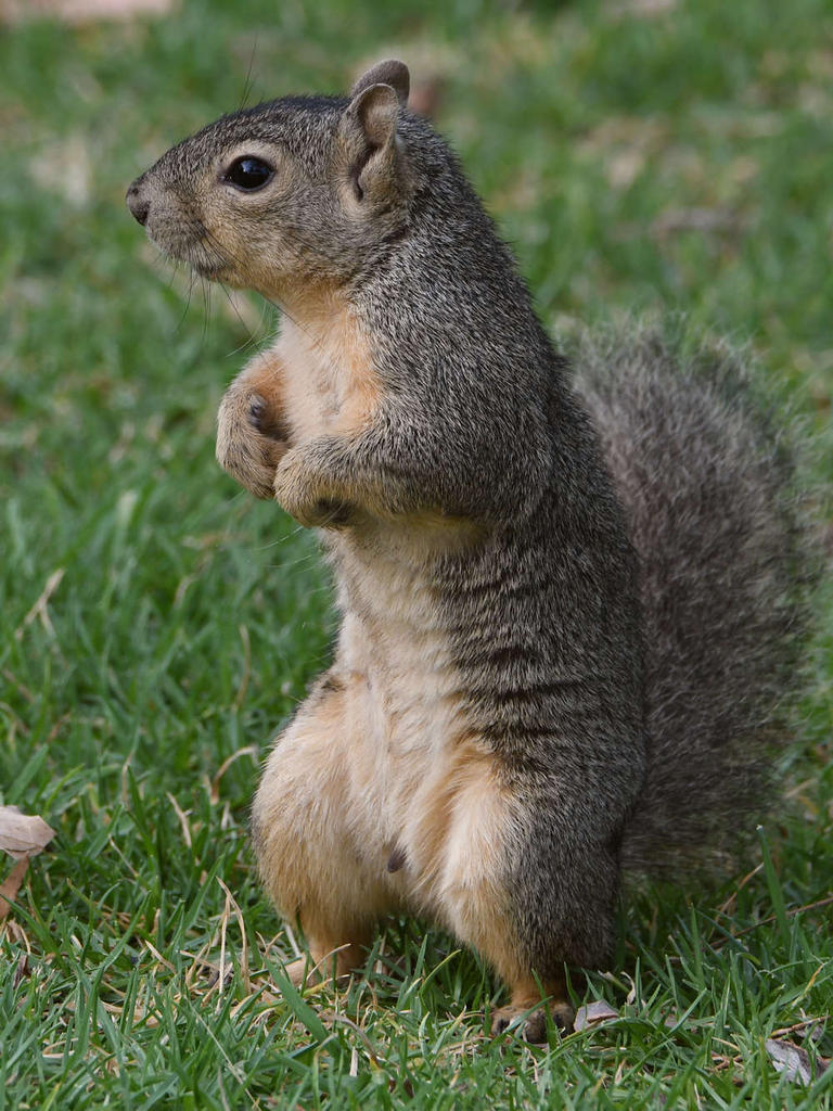 Squirrel2.jpg