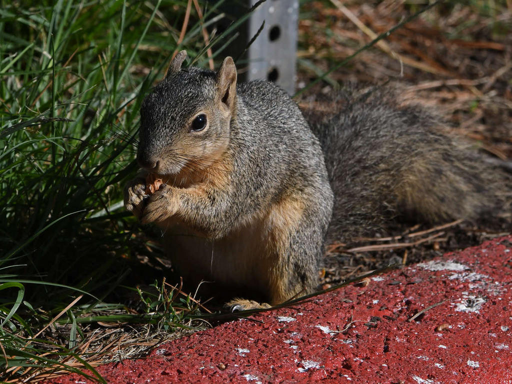 Squirrel2.jpg