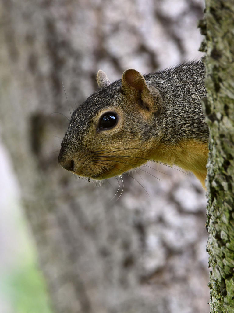 Squirrel2.jpg