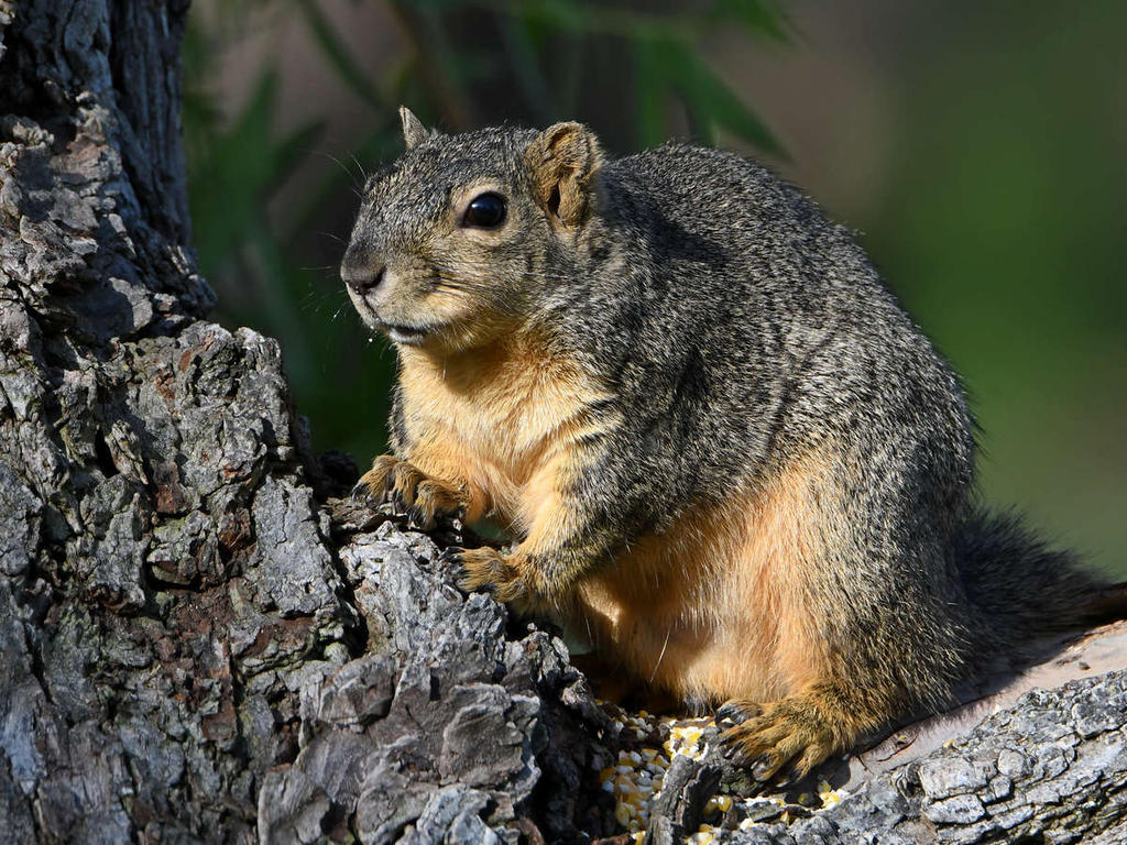 Squirrel2.jpg