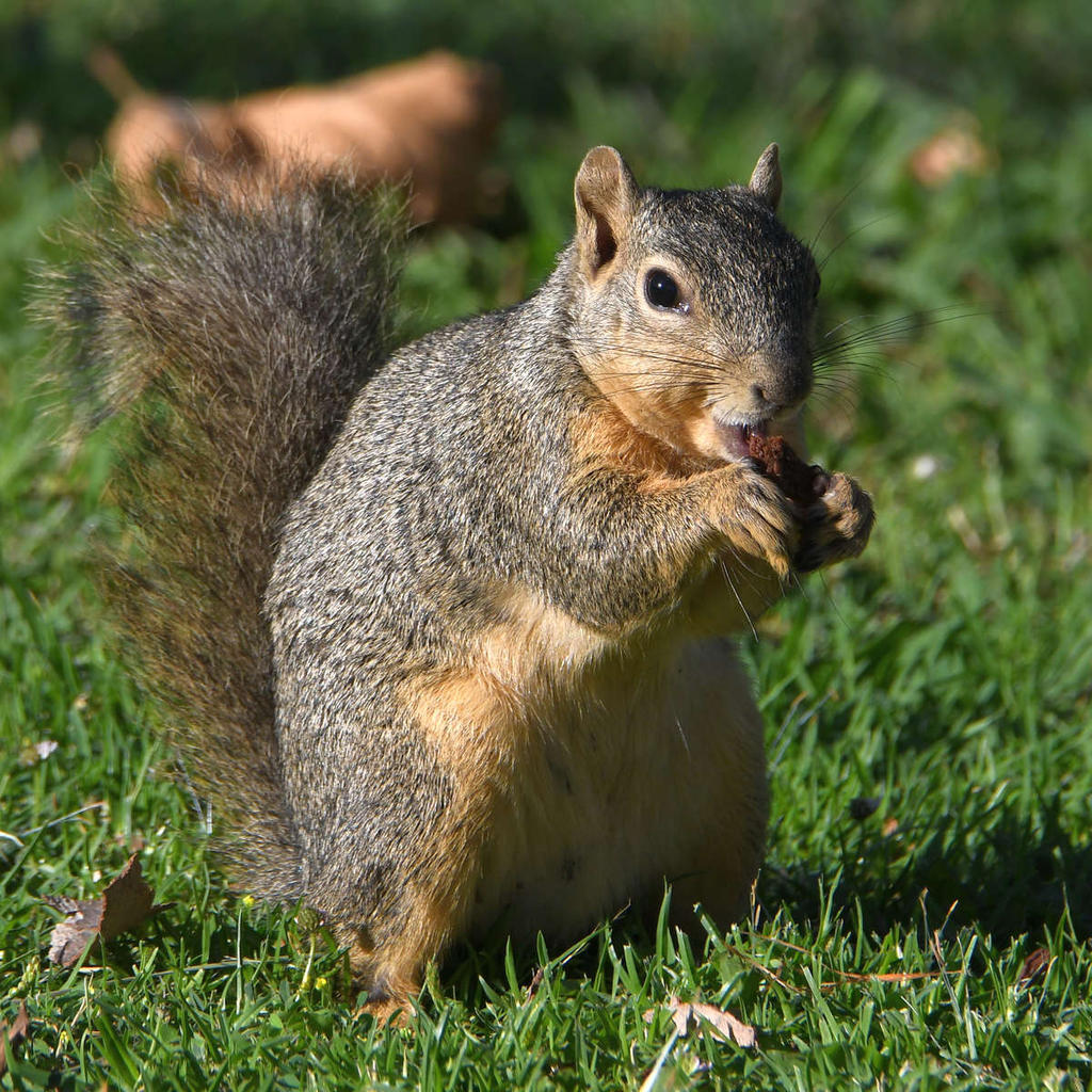 Squirrel2.jpg