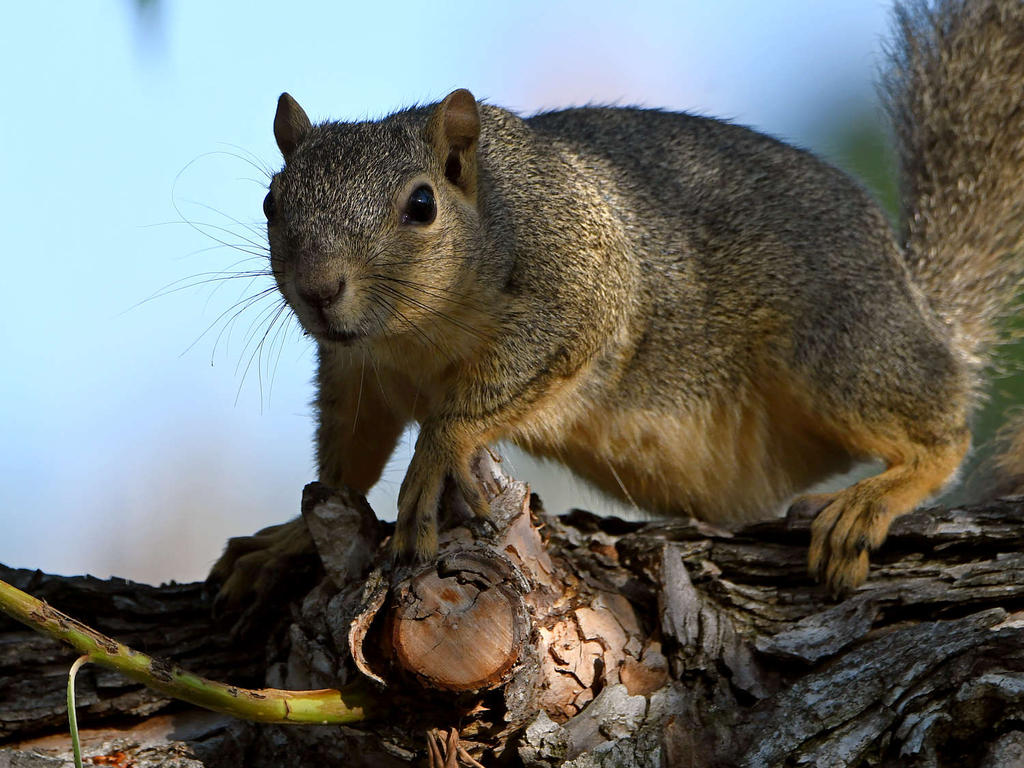 Squirrel2.jpg
