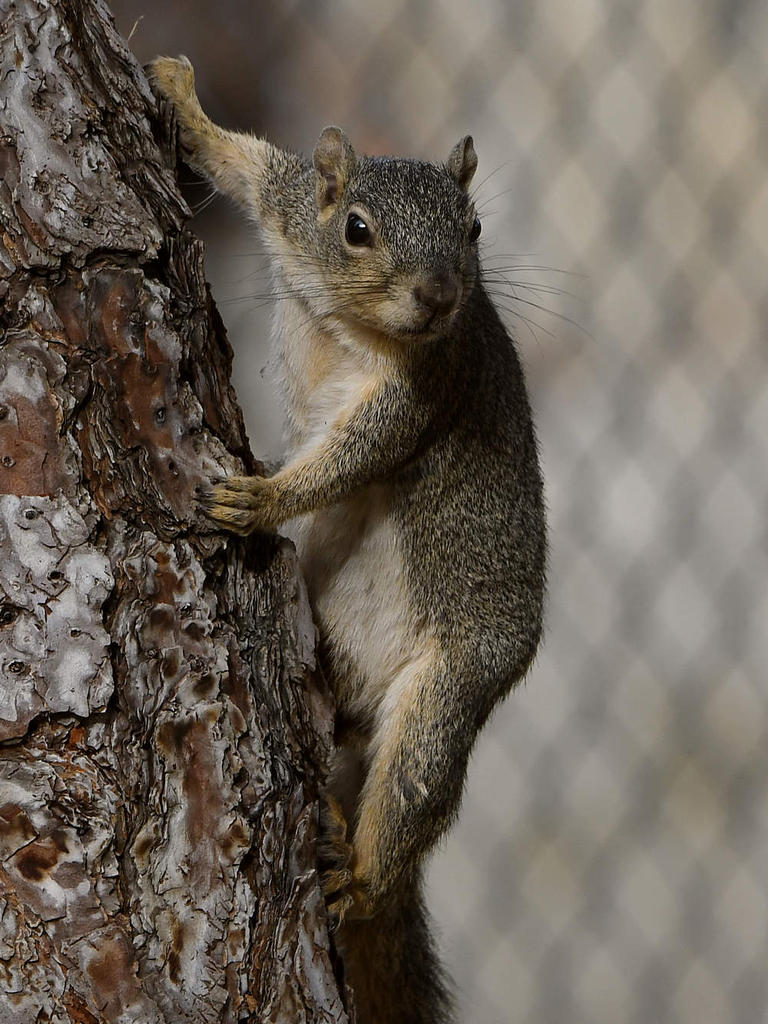 Squirrel2.jpg
