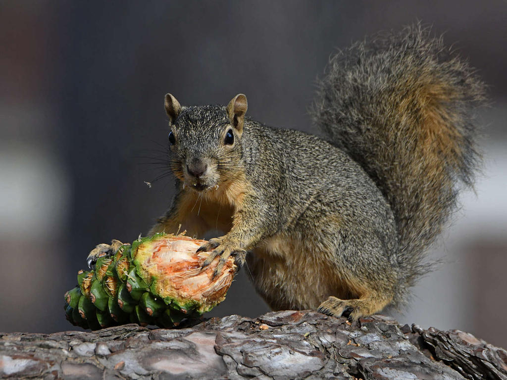 Squirrel2.jpg