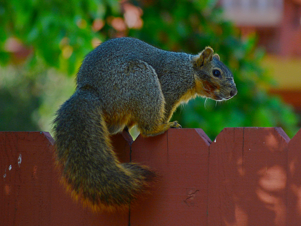 Squirrel2.jpg