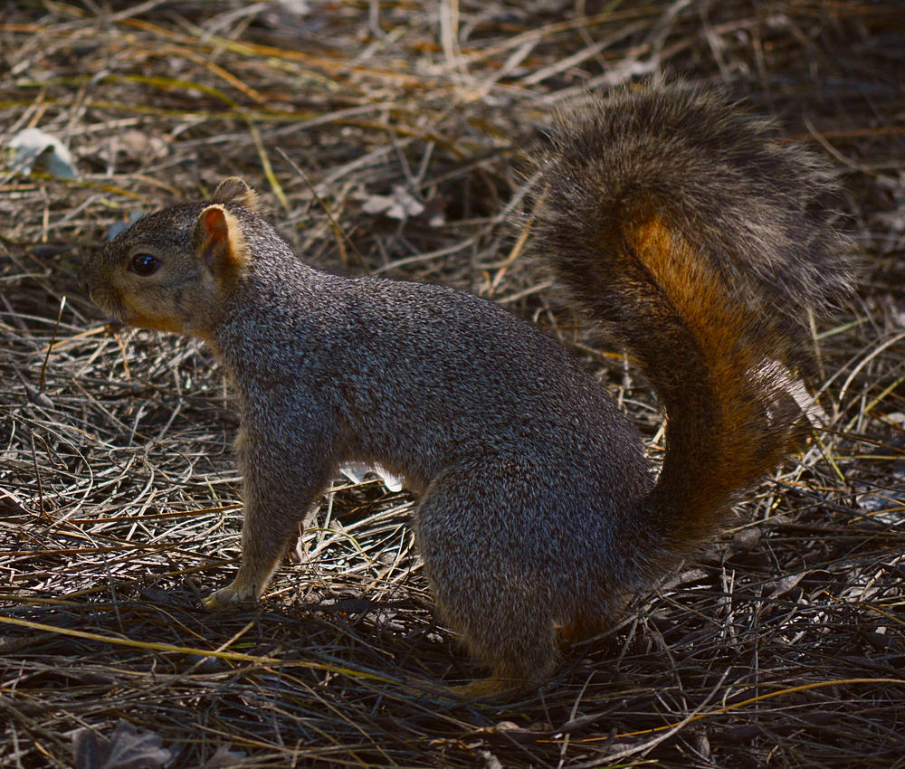 Squirrel2.jpg