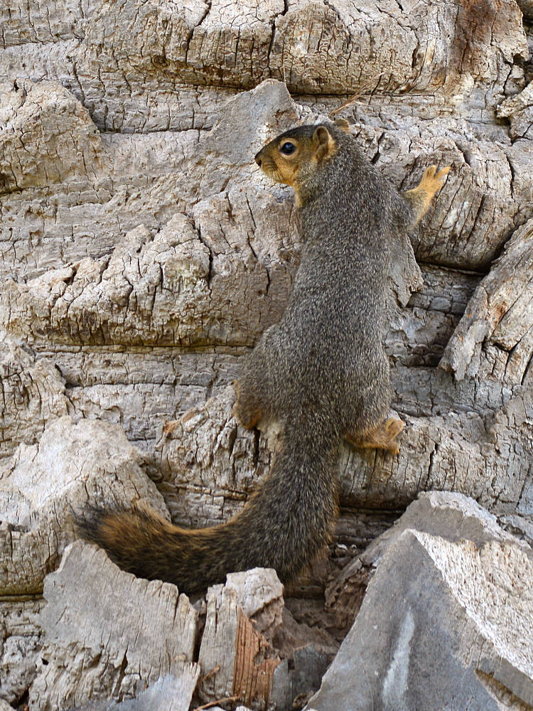 Squirrel2.jpg