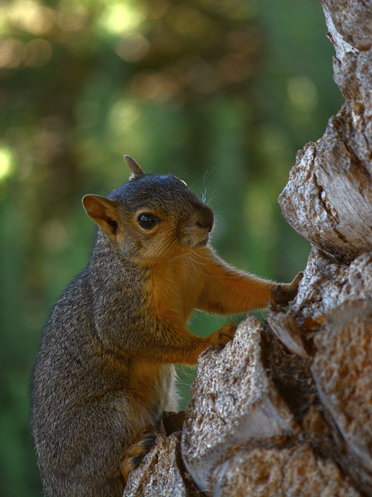 Squirrel2.jpg