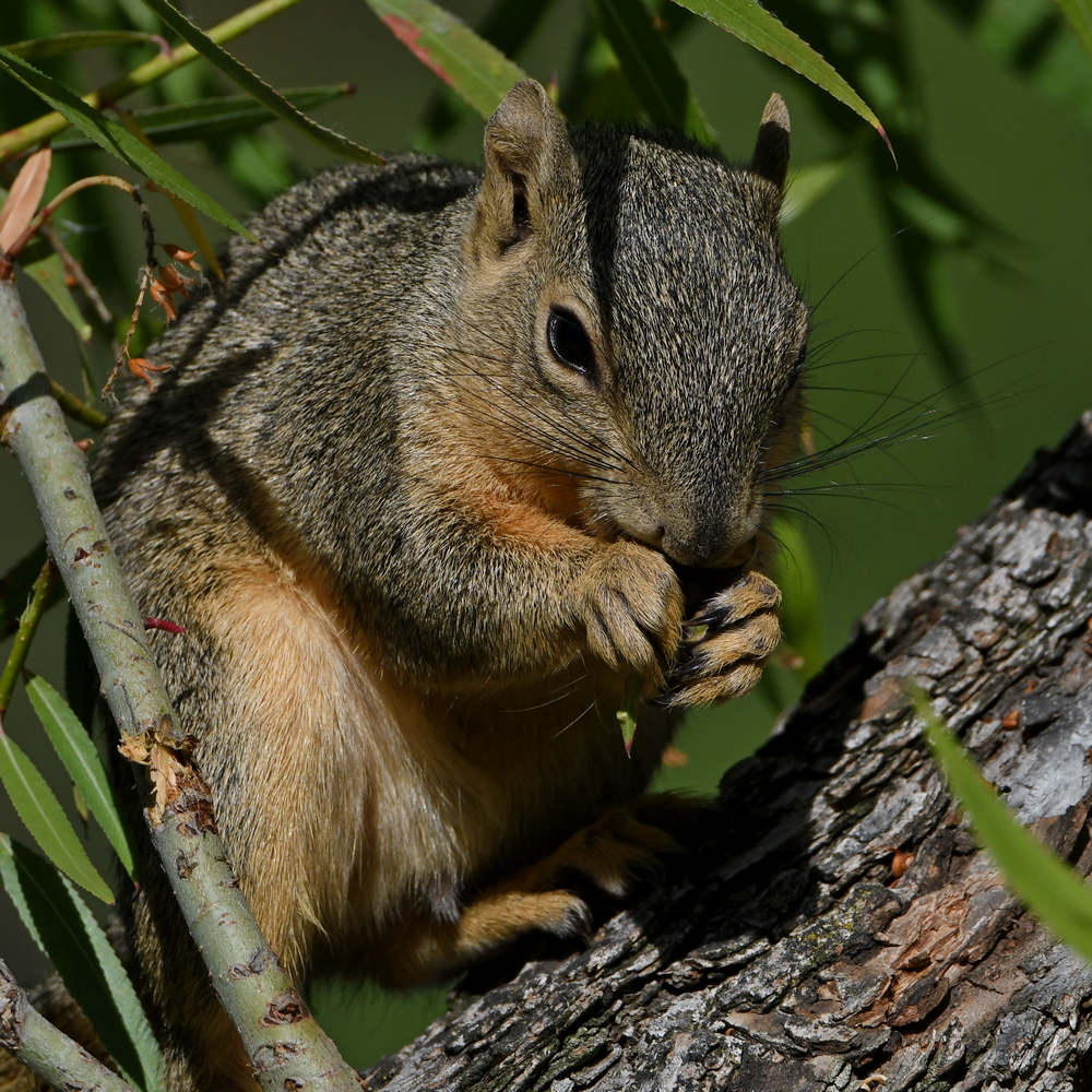 Squirrel20.jpg