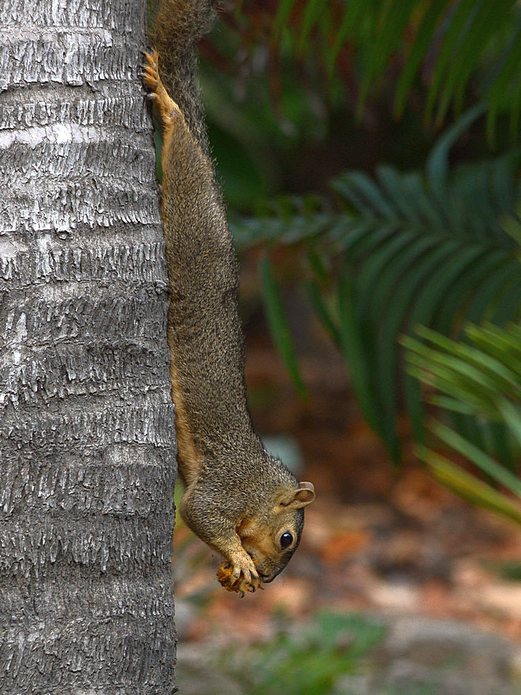 Squirrel3.jpg