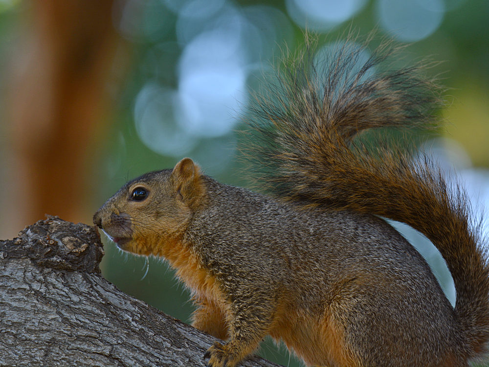 Squirrel3.jpg