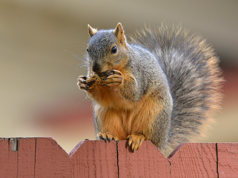 Squirrel3.jpg