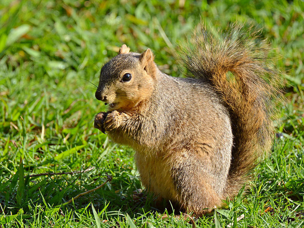 Squirrel3.jpg