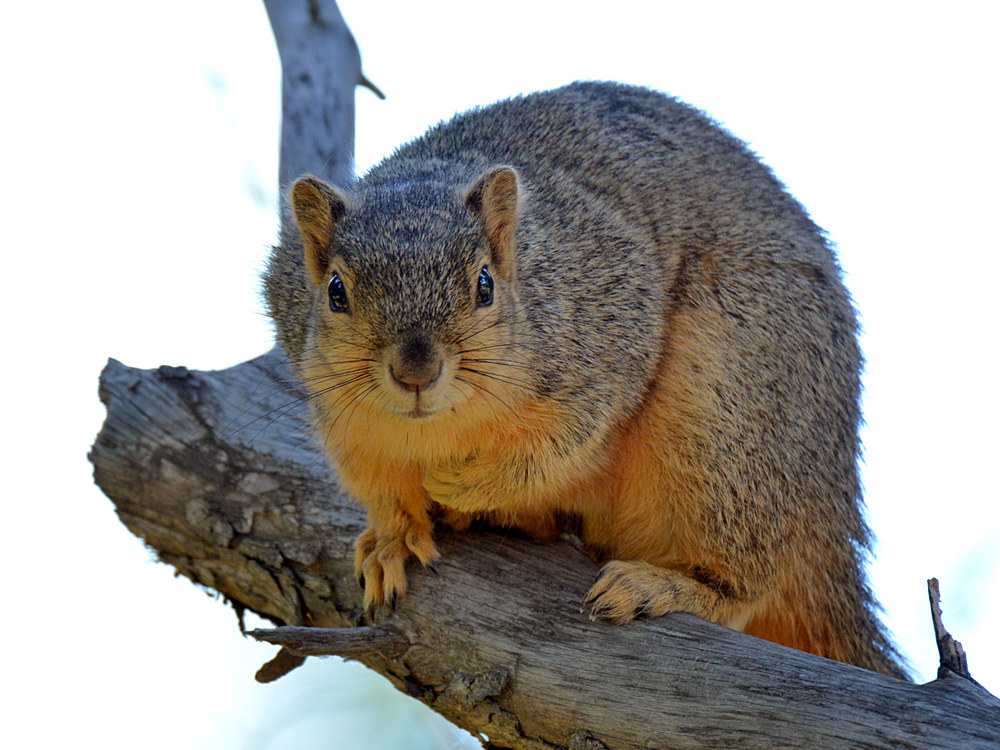Squirrel3.jpg