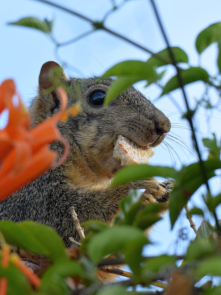 Squirrel3.jpg