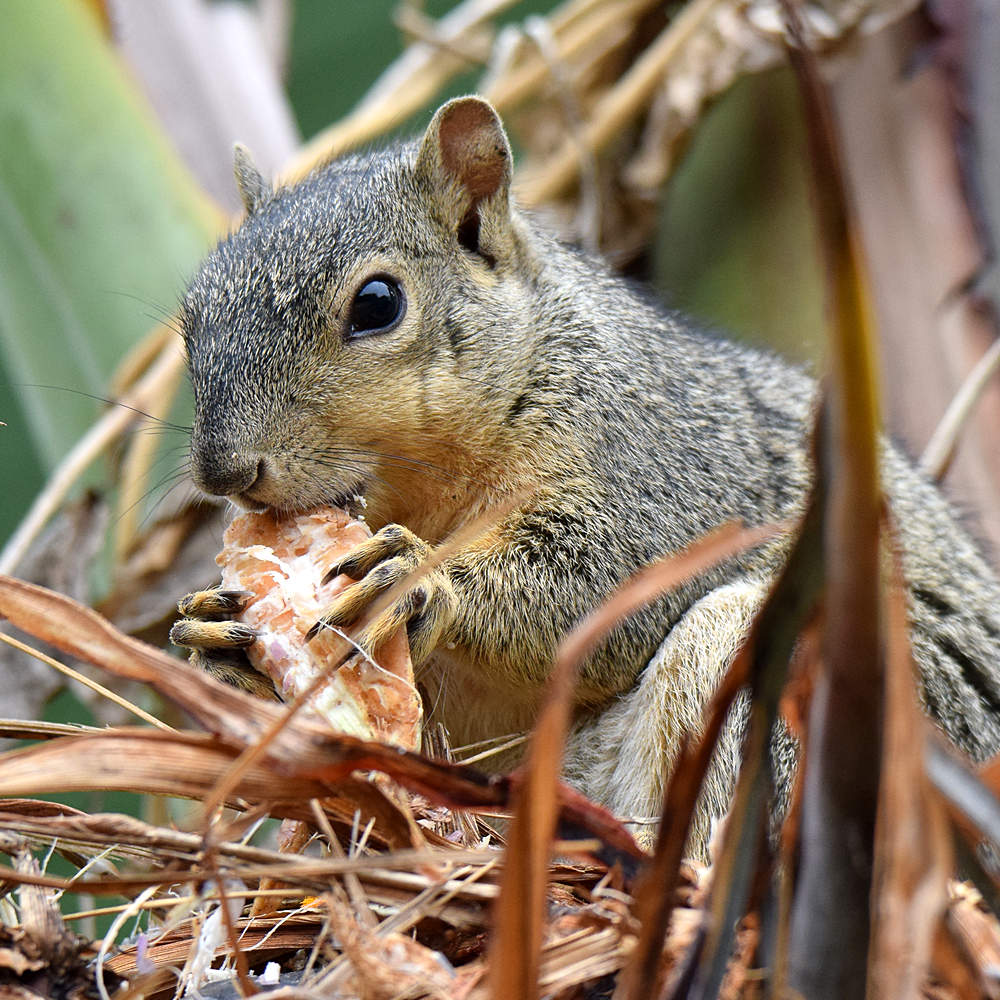 Squirrel3.jpg