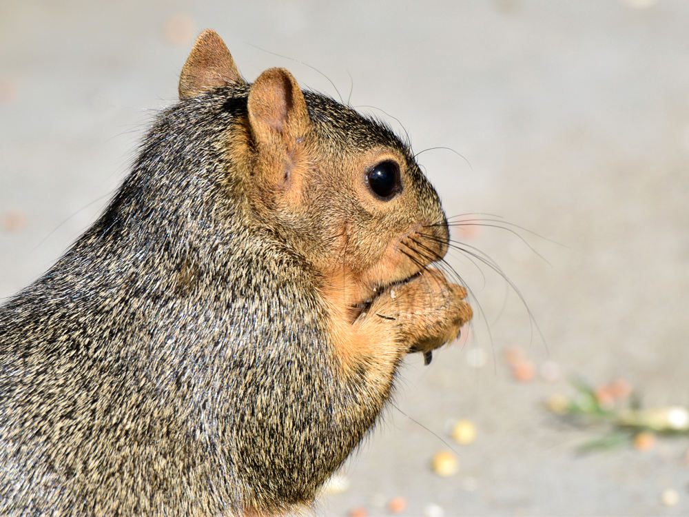 Squirrel3.jpg