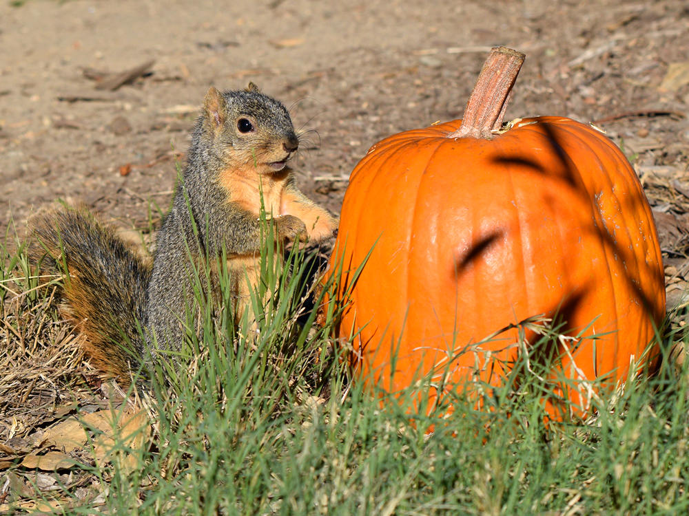 Squirrel3.jpg
