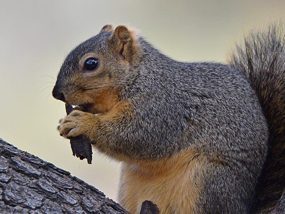 Squirrel3.jpg