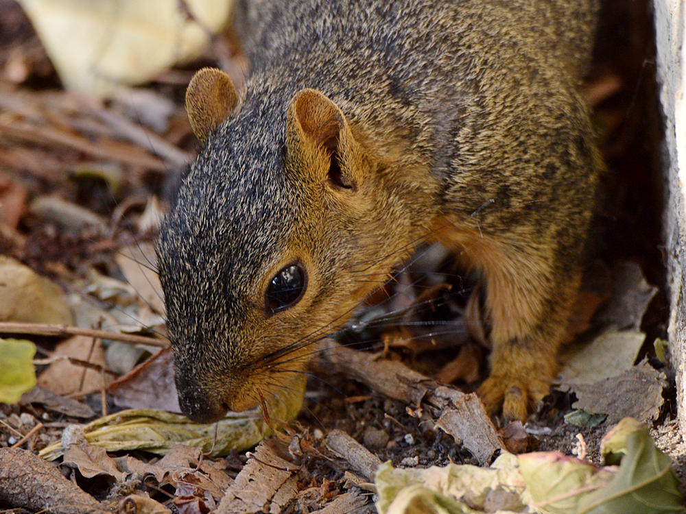 Squirrel3.jpg