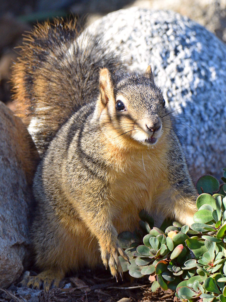 Squirrel3.jpg