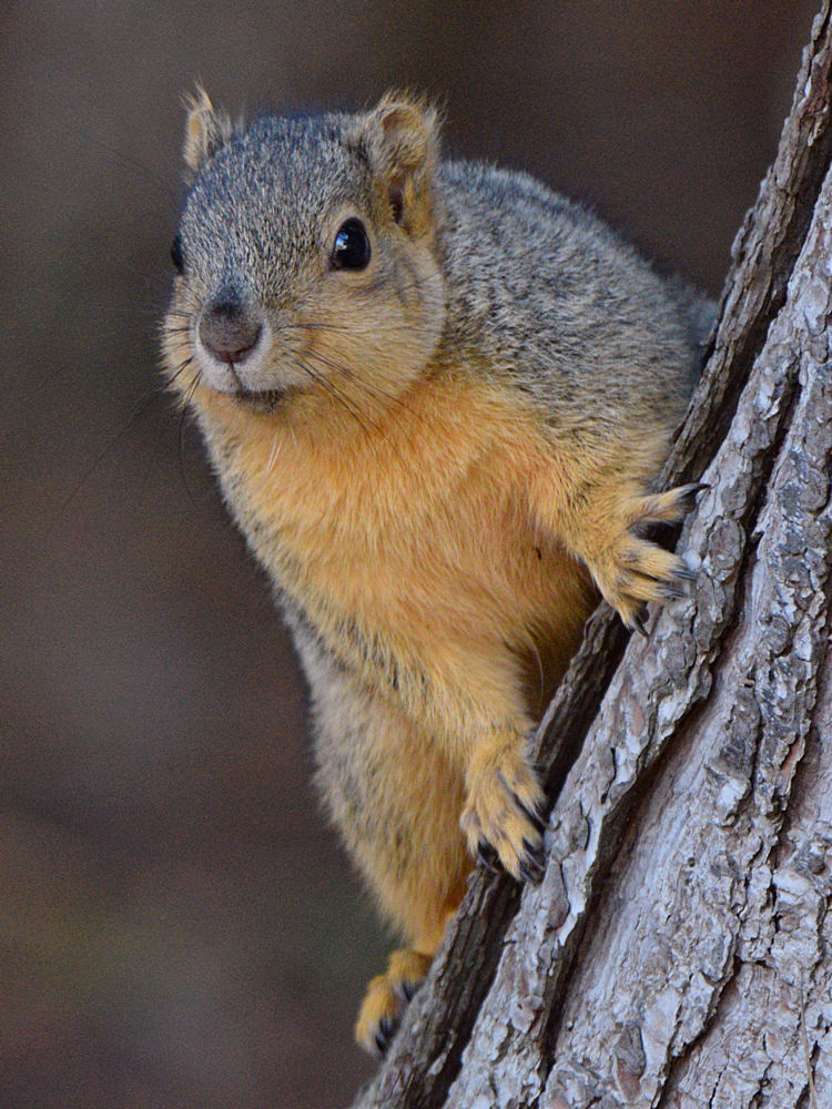 Squirrel3.jpg