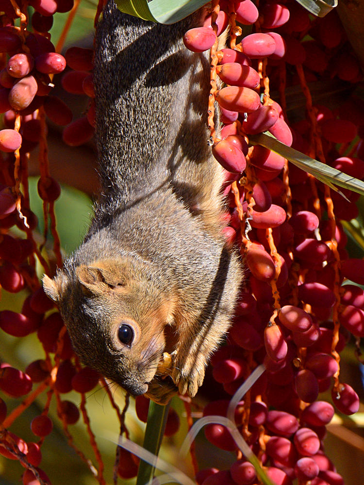 Squirrel3.jpg