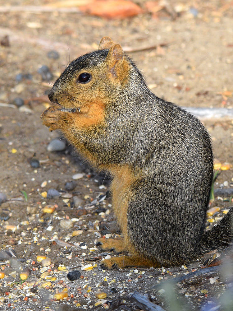Squirrel3.jpg