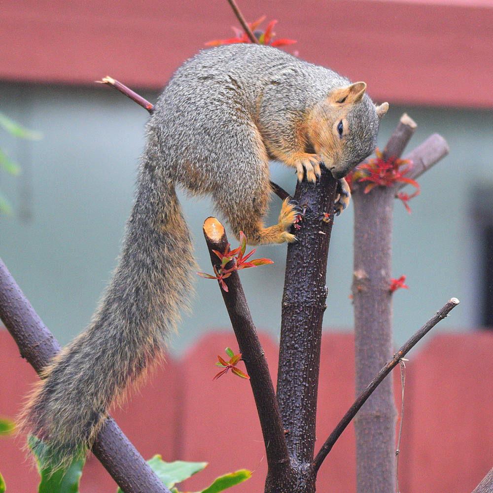 Squirrel3.jpg